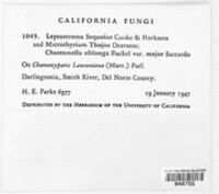 Seynesiella sequoiae image